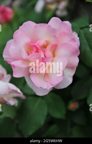 Rosa Klettern Hybride Teerose (Rosa) Lady Waterloo blüht im Mai in einem Garten Stockfoto