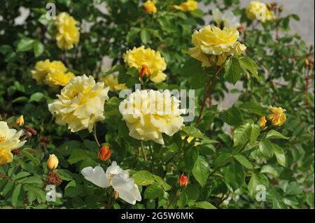 Gelbe Kletterstrauch-Rose (Rosa) Lichtkoenigin Lucia blüht im Mai in einem Garten Stockfoto