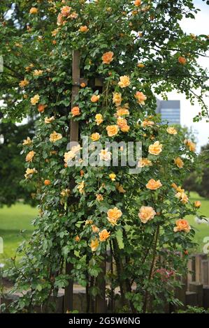 Orange-gelbe Kletterrose (Rosa) Maigold blüht im Mai in einem Garten Stockfoto
