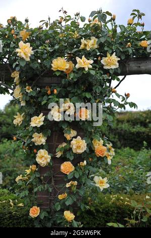 Orange-gelbe Kletterrose (Rosa) Maigold blüht im Mai in einem Garten Stockfoto