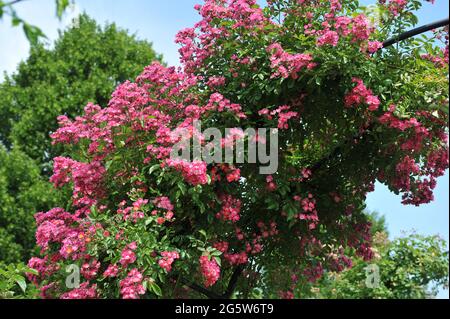 Rosa Klettern Hybride Wichurana Rose (Rosa) Maria Liesa blüht im Juni in einem Garten Stockfoto