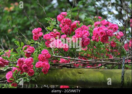 Rosa Klettern Hybride Wichurana Rose (Rosa) Marie Gouchault blüht im Juni auf einer hölzernen Pergola in einem Garten Stockfoto