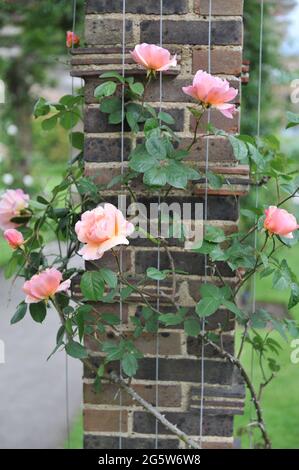 Rosa Klettern im Mai blüht in einem Garten die Hybride Teerose (Rosa) Meg Stockfoto