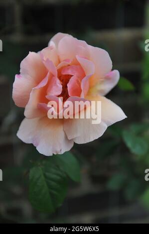 Rosa Klettern im Mai blüht in einem Garten die Hybride Teerose (Rosa) Meg Stockfoto