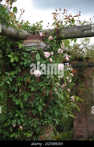 Rosa Kletterrose Polyantha Rose (Rosa) Mlle Cecile Brunner blüht im Mai auf einer hölzernen Pergola in einem Garten Stockfoto