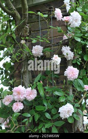 Rosa Kletterrose Polyantha Rose (Rosa) Mlle Cecile Brunner blüht im Mai auf einer hölzernen Pergola in einem Garten Stockfoto