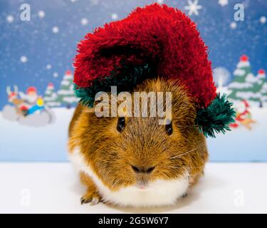 Ein glückliches Ingwer und weißes Meerschweinchen in einem weihnachtlichen roten und grünen Weihnachtsmann-Hut, der in einer verschneiten Szene auf die Kamera schaut Stockfoto
