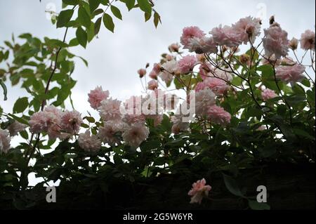 Rosa Kletterrose Polyantha Rose (Rosa) Mlle Cecile Brunner blüht im Mai auf einer hölzernen Pergola in einem Garten Stockfoto