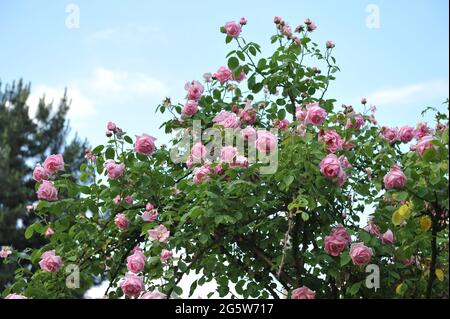 Pink Climbing Hybrid Tea Rose (Rosa) Frau Caroline Testout blüht im Juni in einem Garten Stockfoto