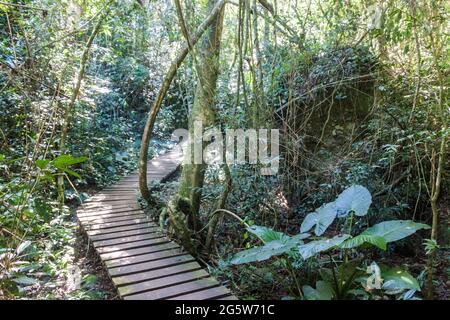 Besucherweg im Iguazu Nationalpark in Argentinien Stockfoto