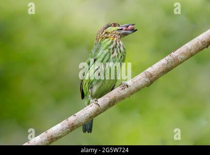 Das wunderschöne, grüne Barbet mit Essen auf der Rechnung Stockfoto