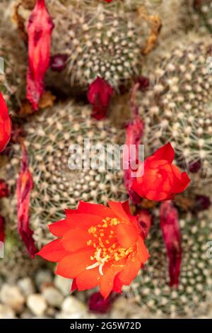 Rebutia blüht rot in einer Nahaufnahme Stockfoto