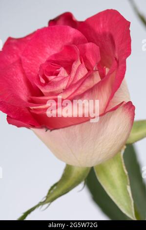 Nahaufnahme einer zweifarbigen Creme mit rosafarbener Rose, auch bekannt als Rose Monique, auf neutralem Hintergrund Stockfoto