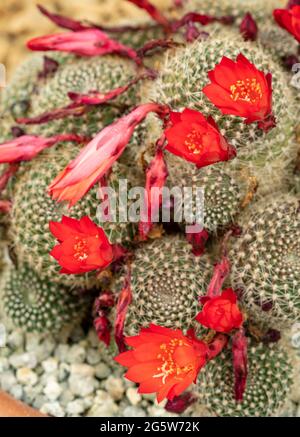 Rebutia blüht rot in einer Nahaufnahme Stockfoto