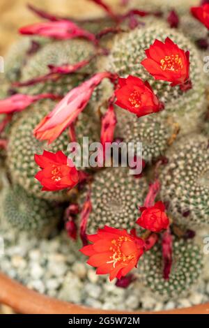 Rebutia blüht rot in einer Nahaufnahme Stockfoto