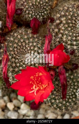 Rebutia blüht rot in einer Nahaufnahme Stockfoto