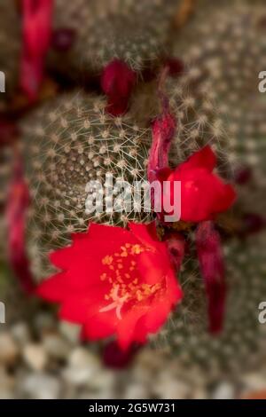 Rebutia blüht rot in einer Nahaufnahme Stockfoto