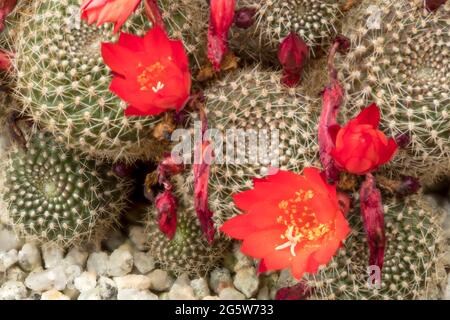 Rebutia blüht rot in einer Nahaufnahme Stockfoto