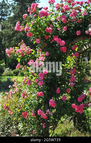 Rosa großblütige Kletterrose (Rosa) das Morgenjuwel blüht im Juni auf einer hölzernen Pergola in einem Garten Stockfoto