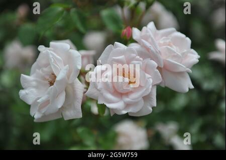 Weiße großblütige Kletterrose (Rosa) New Dawn blüht im Juni in einem Garten Stockfoto