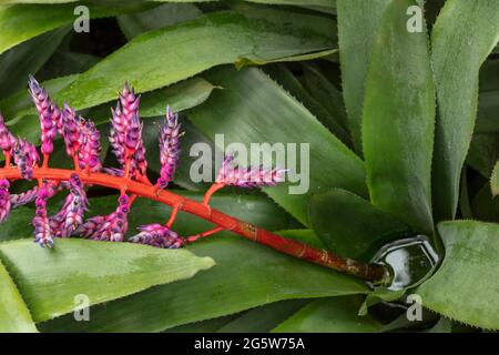 Aechmea „Blue Rain“-Blütenspitze mit grünem Laub im Hintergrund Stockfoto