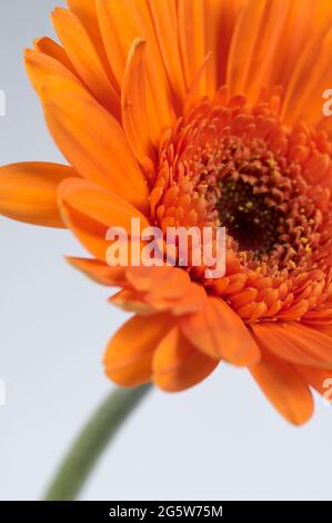 Nahaufnahme eines leuchtend orangefarbenen Gerbera-Stamms auf weißem, neutralem Hintergrund Stockfoto