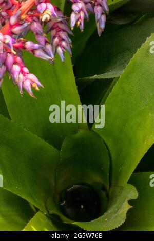 Aechmea „Blue Rain“-Blütenspitze mit grünem Laub im Hintergrund Stockfoto
