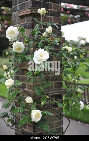 Gelbe großblütige Kletterrose (Rosa) Pauls Zitronensäule blüht im Juni in einem Garten Stockfoto