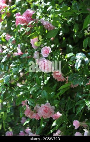 Rosa Klettern Hybrid Multiflora Rose (Rosa) Tee Rambler blüht im Juni in einem Garten Stockfoto