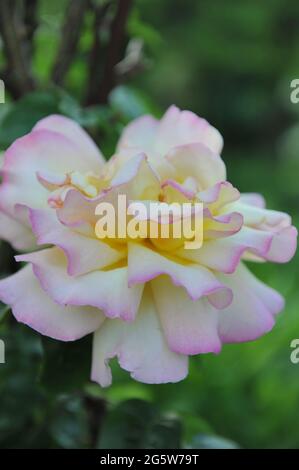 Rosa Klettern Hybride Teerose (Rosa) Frieden, Kl. Blüht im Juni in einem Garten Stockfoto