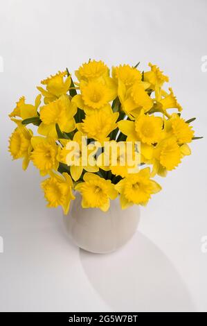 Eine große Vase mit atemberaubenden gelben Narzissen Narcissus Pseudonarcissus, auch bekannt als Fastenlilie auf weißem Grund Stockfoto