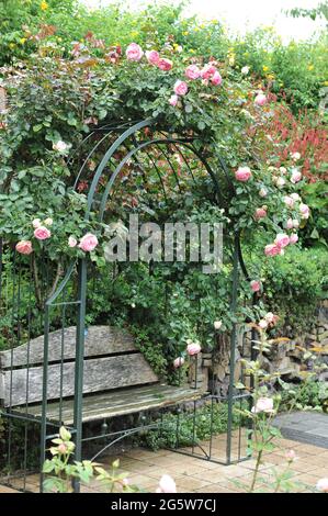 Rosa großblütige Kletterrose (Rosa) Pierre de Ronsard blüht im August auf einem Bogen in einem Garten Stockfoto