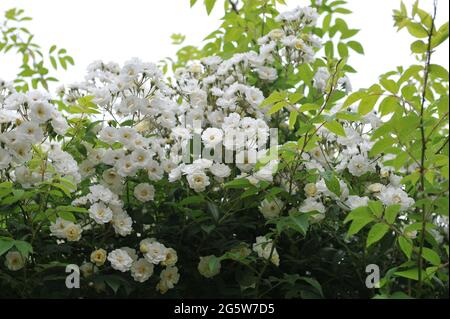 White Climbing Hybrid Multiflora Rose (Rosa) Rambling Rector blüht im Juni in einem Garten Stockfoto