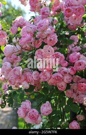 Rosa Klettern Hybride Macrantha Rose (Rosa) Raubritter blüht im Juli in einem Garten Stockfoto