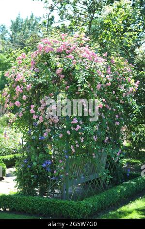 Rosa Klettern Strauchrose (Rosa) Raubritter blüht im Juli auf einem Bogen in einem Garten Stockfoto