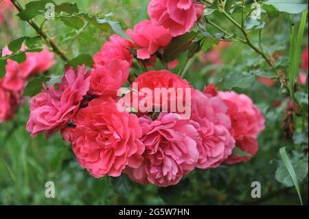 Rosa großblütige Kletterrose (Rosa) Rosarium Uetersen blüht im Juli in einem Garten Stockfoto