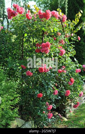 Rosa großblütige Kletterrose (Rosa) Rosarium Uetersen blüht im September auf einem Bogen in einem Garten Stockfoto