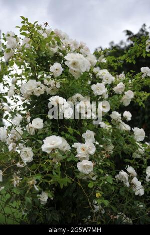 Weißkletterrose (Rosa) Schneewittchen, CL blüht im Juni in einem Garten Stockfoto