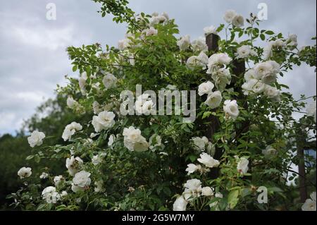 Weißkletterrose (Rosa) Schneewittchen, CL blüht im Juni in einem Garten Stockfoto