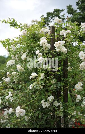 Weißkletterrose (Rosa) Schneewittchen, CL blüht im Juni in einem Garten Stockfoto