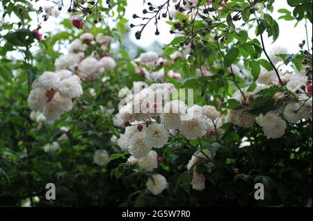 Weiße Hybridrose Sempervirens (Rosa sempervirens) Felicite et Perpetue blüht im Juni in einem Garten Stockfoto