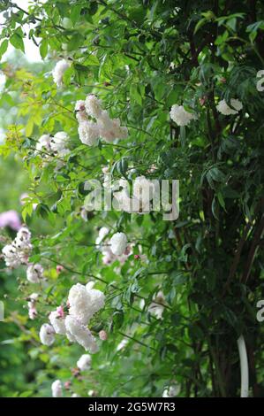 Weiße Hybridrose Sempervirens (Rosa sempervirens) Felicite et Perpetue blüht im Juni in einem Garten Stockfoto