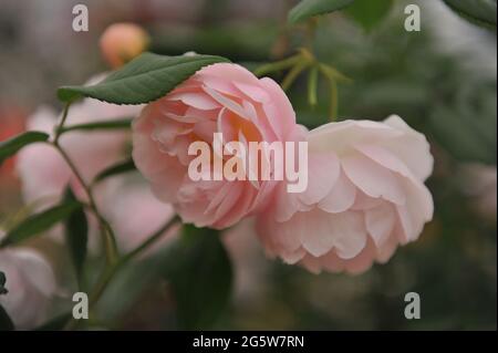 Aprikosenrosa Rambler Rose (Rosa) die Dame des Sees blüht auf einer Ausstellung im Mai Stockfoto