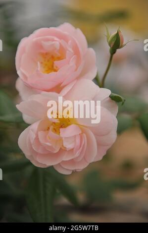 Aprikosenrosa Rambler Rose (Rosa) die Dame des Sees blüht auf einer Ausstellung im Mai Stockfoto