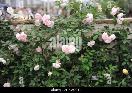 Aprikosenrosa Rambler Rose (Rosa) die Dame des Sees blüht auf einer Ausstellung im Mai Stockfoto