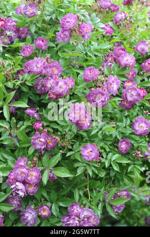 Violette Hybride Multiflora-Rose (Rosa) Veilchenblau blüht im Juni in einem Garten Stockfoto