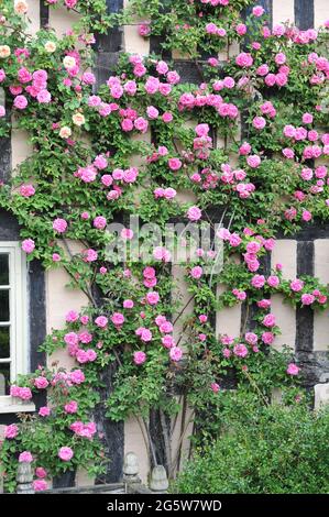 Rosa Klettern Bourbon Rose (Rosa) Zephirine Drouhin blüht im Mai in einem Garten Stockfoto