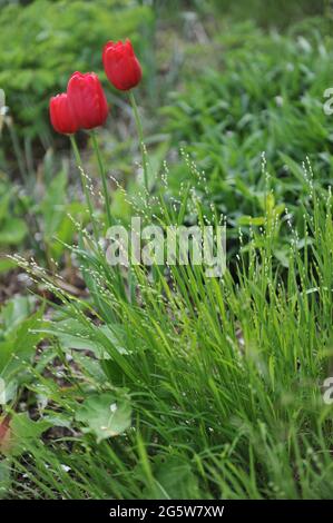 Rote Tulpen (Tulipa) blühen im April in einem Blütenklumpen eines Ziergrases Melica uniflora albida Stockfoto