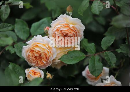 Aprikosengelbe englische Strauchrose (Rosa) Kronprinzessin Margareta blüht im Juni in einem Garten Stockfoto