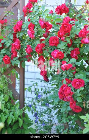 Rote großblütige Kletterrose (Rosa) die Flammentanz blüht im Juni auf einem Holzbogen in einem Garten Stockfoto